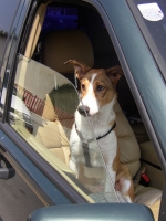 Hunde bei Hitze nicht alleine im Auto lassen &copy;ÖAMTC